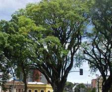 Árvore Tipuana - Quatro Árvores - Curitiba