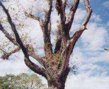 Árvore Carvalho do Unbenau em São Mateus do Sul