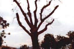 Árvore Carvalho – São Mateus do Sul