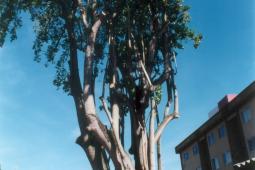 Árvore Ceboleira - Curitiba