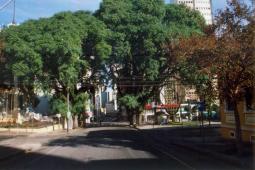 Árvores Tipuanas - Curitiba