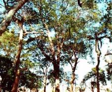 Árvore Angico Branco - Curitiba