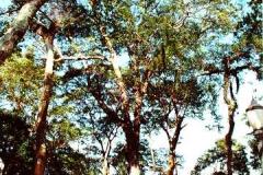 Árvore Angico Branco - Curitiba