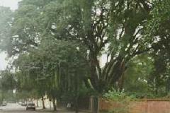 Árvore Tipuana - Curitiba