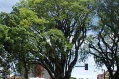 Árvore Tipuana - Quatro Árvores - Curitiba