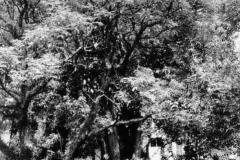Árvore Ceboleira - Curitiba