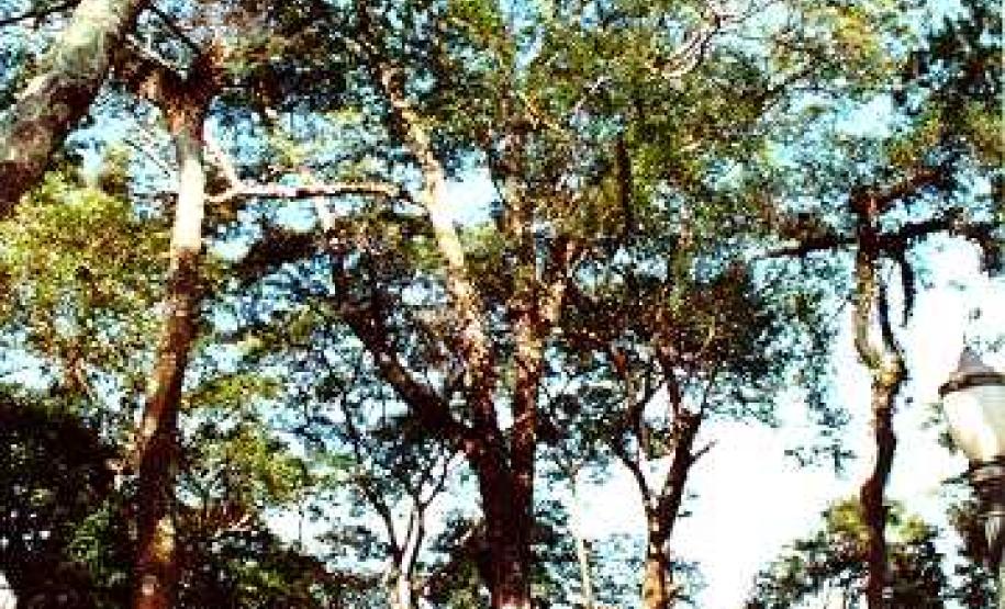 Árvore Angico Branco - Curitiba
