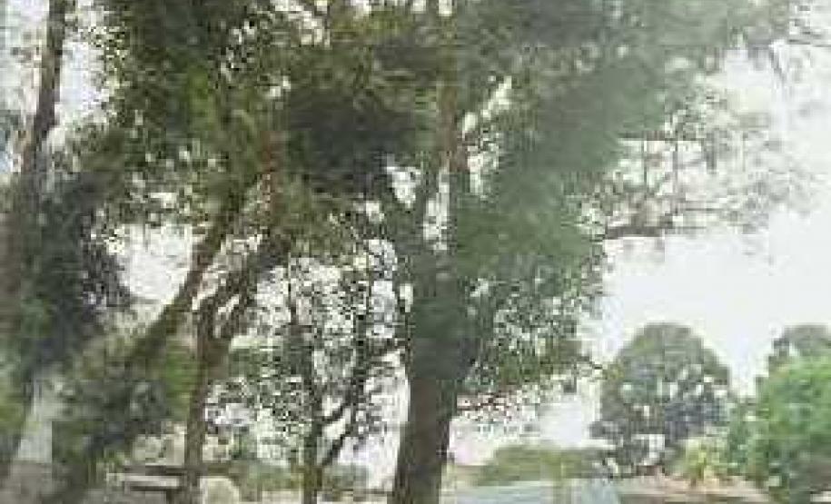 Árvore Corticeira - Curitiba