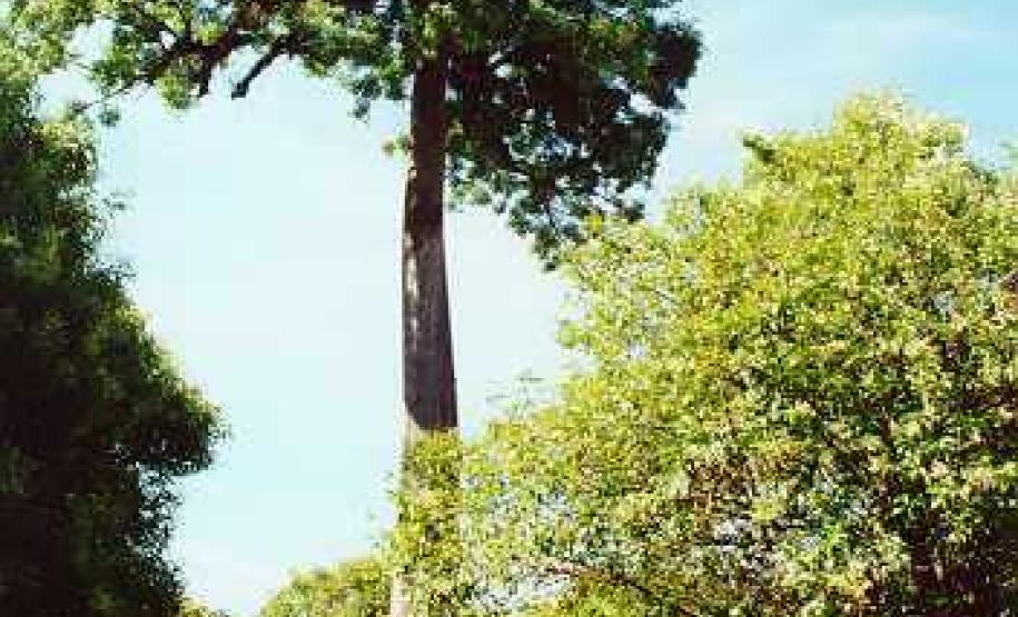 Árvore Paineira - Curitiba