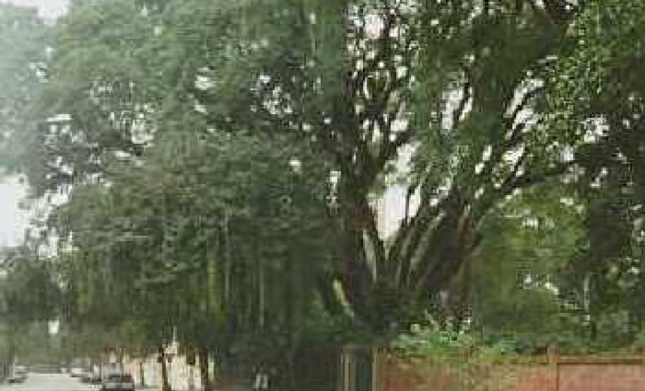 Árvore Tipuana - Curitiba