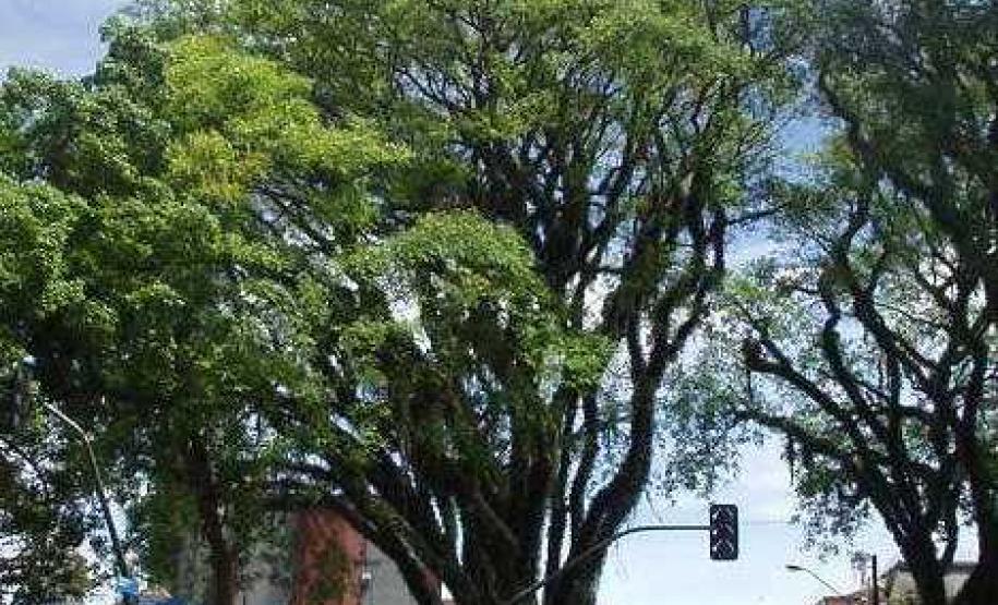 Árvore Tipuana - Quatro Árvores - Curitiba
