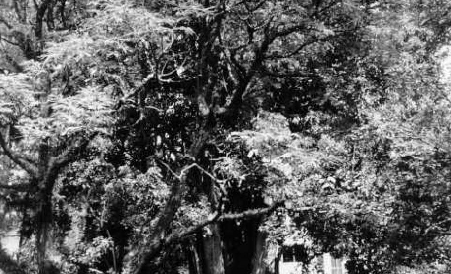 Árvore Ceboleira - Curitiba