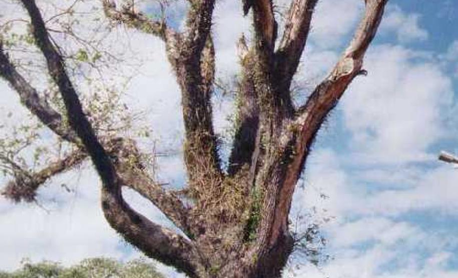 Árvore Carvalho do Unbenau em São Mateus do Sul